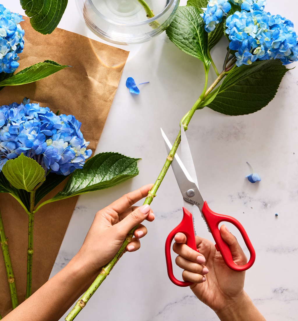 Trimming blue hydrangea stems with red Misen scissors on marble surface